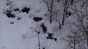 2 junge Hirsche im Schnee